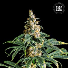 Bulk Seed Bank Zkittly Zi Zi feminised