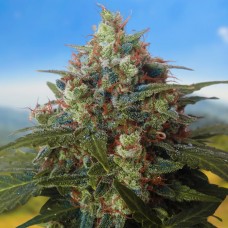 Carpathians Seeds auto Black Chere feminised