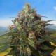 Насіння коноплі Carpathians Seeds auto Black Chere feminised