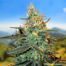 Carpathians Seeds auto Black Tisa feminised