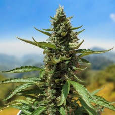 Carpathians Seeds auto Goverla feminised
