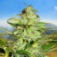 Семена конопли Carpathians Seeds auto Kush feminised