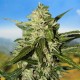 Семена конопли Carpathians Seeds auto Mazar feminised