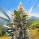 Насіння коноплі Carpathians Seeds auto Northern Blue feminised