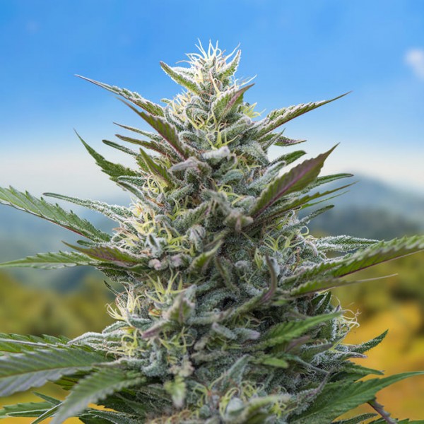 Насіння коноплі Carpathians Seeds auto Torch of Gods feminised
