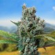 Семена конопли Carpathians Seeds auto White Chere feminised