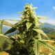 Насіння коноплі Carpathians Seeds auto White Tisa feminised
