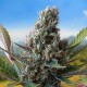 Насіння коноплі Carpathians Seeds auto White Widow feminised