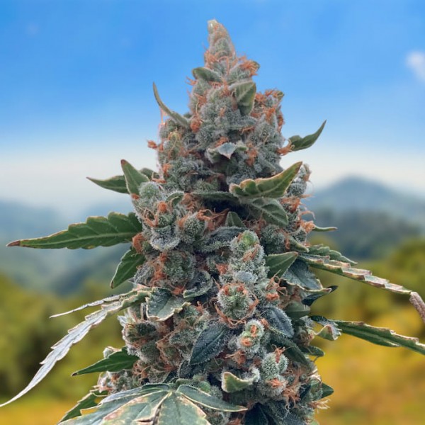 Насіння коноплі Carpathians Seeds auto White Witch feminised