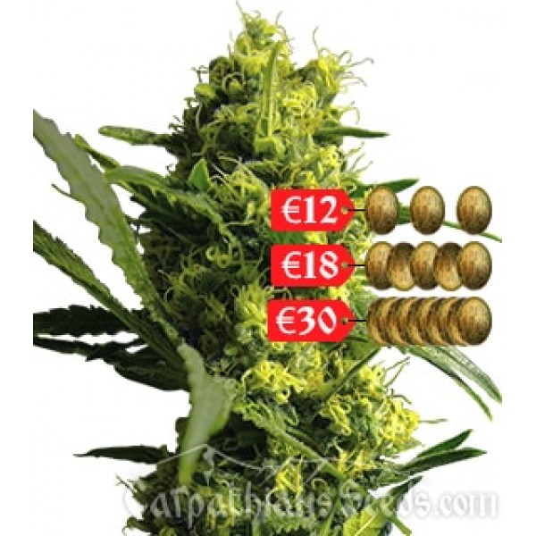 Семена марихуаны Cherе autofem. Carpathians Seeds