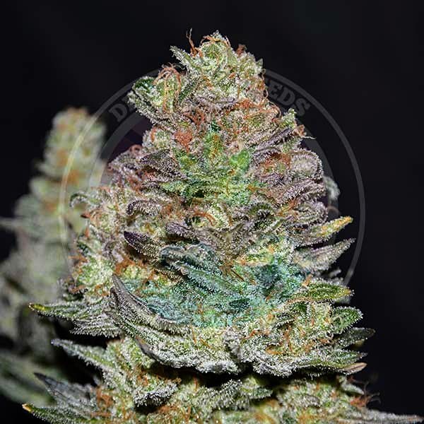 Семена марихуаны Delicious Cookies autofem. Delicious Seeds