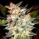 Семена марихуаны Delicious Candy autofem. Delicious Seeds