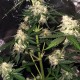 Семена марихуаны Delicious Candy autofem. Delicious Seeds