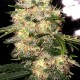 Семена марихуаны Delicious Candy autofem. Delicious Seeds