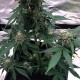 Семена марихуаны Delicious Candy autofem. Delicious Seeds