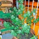 Семена марихуаны Critical Jack Herer autofem. Delicious Seeds