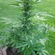 Семена марихуаны Critical Jack Herer autofem. Delicious Seeds