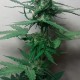 Семена марихуаны Critical Jack Herer autofem. Delicious Seeds