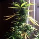 Насіння марихуани Critical Neville Haze autofem. Delicious Seeds