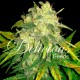 Семена марихуаны Il Diavolo autofem. Delicious Seeds