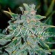 Семена марихуаны Northern Light Blue autofem. Delicious Seeds