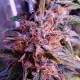 Семена марихуаны Northern Light Blue autofem. Delicious Seeds