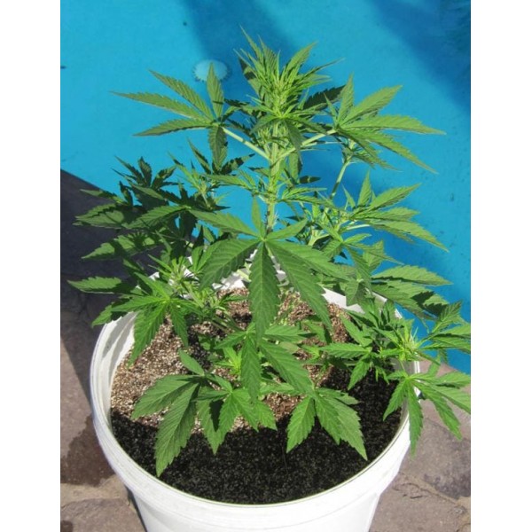 Семена марихуаны Northern Light Blue autofem. Delicious Seeds