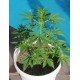Семена марихуаны Northern Light Blue autofem. Delicious Seeds