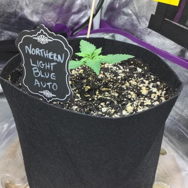 Семена марихуаны Northern Light Blue autofem. Delicious Seeds