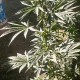 Семена марихуаны Sugar Black Rose autofem. Delicious Seeds