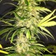 Семена марихуаны Sugar Black Rose autofem. Delicious Seeds