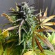 Семена марихуаны Sugar Black Rose autofem. Delicious Seeds