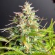 Семена марихуаны Sugar Black Rose autofem. Delicious Seeds