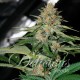 Семена марихуаны Delicious Candy fem. Delicious Seeds