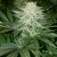 Семена марихуаны Delicious Candy fem. Delicious Seeds