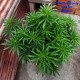Семена марихуаны Delicious Candy fem. Delicious Seeds