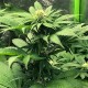 Семена марихуаны CBD Jam fem. Delicious Seeds