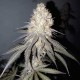 Семена марихуаны Delicious Cookies fem. Delicious Seeds