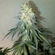 Семена марихуаны Delicious Cookies fem. Delicious Seeds