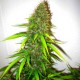 Семена марихуаны Critical Jack Herer fem. Delicious Seeds