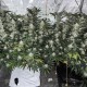 Семена марихуаны Critical Neville Haze 2.0 fem. Delicious Seeds