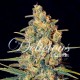 Насіння марихуани Critical Sensi Star fem. Delicious Seeds