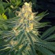 Насіння марихуани Critical Sensi Star fem. Delicious Seeds