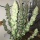 Насіння марихуани Critical Sensi Star fem. Delicious Seeds