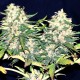 Семена марихуаны Critical Super Silver Haze fem. Delicious Seeds