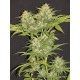 Семена марихуаны Critical Super Silver Haze fem. Delicious Seeds