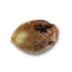 Семена марихуаны Golosa fem. Delicious Seeds