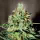 Насіння марихуани Jagg Kush fem. Delicious Seeds