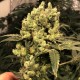 Насіння марихуани Jagg Kush fem. Delicious Seeds