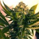 Насіння марихуани Jagg Kush fem. Delicious Seeds